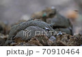 Horse flies do too well on horse shit 70910464