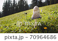 Close up in detail of a wild mushroom in a field at Muttereralm, one of the mountains of the Austrian alps. 70964686
