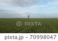 Single tree in the field, aerial view 70998047