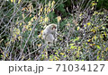 A young monkey is eating nuts in the autumn satoyama. 71034127