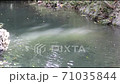 川に落ちる葉っぱ 71035844