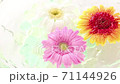 水面に浮かぶガーベラの花 71144926