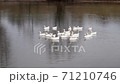 White goose floating on the water of the pond 71210746