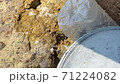 岩場のカニとペットボトルゴミ 71224082