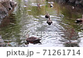 Spot-billed ducks swimming in the river in the park 71261714