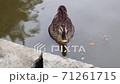 Spot-billed ducks looking at you from the park pond 71261715