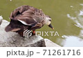 Spot-billed ducks walking along the shore of a pond and jumping into the water 71261716