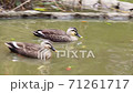 Spot-billed ducks swimming in the park pond 71261717