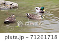 Spot-billed ducks and mallards swimming in the park pond 71261718