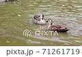 Spot-billed duck swimming in the park pond 71261719
