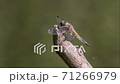 A dragonfly sits on a dry twig 71266979