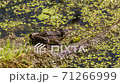 The  frog disguises itself among the marsh ooze 71266999