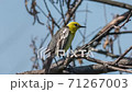 Yellow-headed wagtail cleaning feathers sitting on a branch 71267003