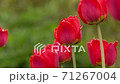 red tulips bloom in the garden 71267004