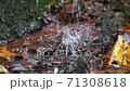 Slow motion of a river cascading peacefully down a small, scenic waterfall 71308618