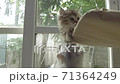 Cute kitten playing with mother. 71364249