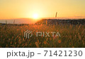 貓在日落時，鄉村風光震撼 71421230