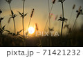 貓在日落時，鄉村風光震撼 71421232