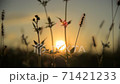 貓在日落時，鄉村風光震撼 71421233