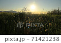 貓在日落時，鄉村風光震撼 71421238