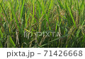 Inaho在風中搖曳 71426668