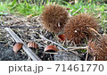 山口県美祢市の道端のいが栗　Team Traister 71461770