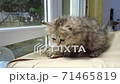 Cute kitten playing in home. 71465819