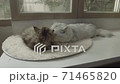 Cute kitten playing in home. 71465820