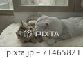 Cute kitten playing in home. 71465821