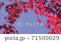 Maple autumn leaves and blue sky 71500029