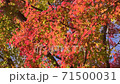 Autumn leaves and autumn breeze 71500031