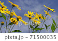 Autumn wind and yellow flowers 71500035
