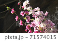 櫻花在風中搖曳 71574015