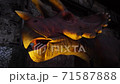 giant herbivorous triceratops dinosaur from Late Cretaceous 71587888