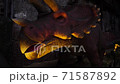 giant herbivorous triceratops dinosaur from Late Cretaceous 71587892