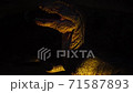 giant predator velociraptor dinosaurus with sharp teeth 71587893