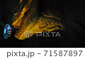 giant tyrannosaurus dinosaurus with sharp teeth 71587897