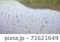 Paddy field after rice planting 71621649