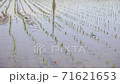 Paddy field after rice planting 71621653