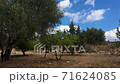 Life outside the city is closer to nature. Nature. Olive trees. Blue sky. Summer holidays in the countryside. 71624085