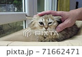 Cute kitten playing in home. 71662471