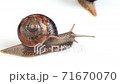 Garden Snail Time lapse 71670070