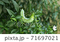 Top view crawling Daphnis nerii caterpillar 71697021