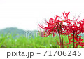 彼岸花 71706245