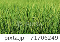 夏の稲穂 71706249