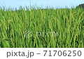 夏の稲穂 71706250