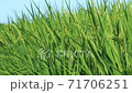 夏の稲穂 71706251