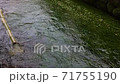 Streams and plum blossom algae flowing in nature 71755190