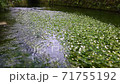 Streams and plum blossom algae flowing in nature 71755192