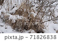 Bush branches covered with snow. Tall dry grass in the snow. Winter landscape. Slow motion. 71826838